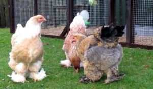 Декоративні породи курей з фото - розведення, опис та характеристика декоративних курей