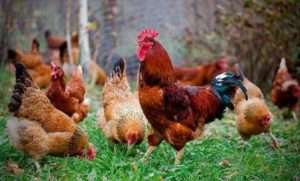 М'ясо яєчні породи курей з фото та назвами: Особливості розведення в домашніх умовах