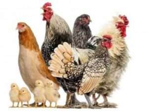 М'ясні породи курей з фото - опис та характеристика курей м'ясо-яєчного напрямку