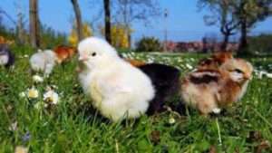 Основні породи курей з фотографіями і назвами - яєчні, м'ясні, декоративні та бійцівські породи курей