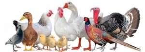 Птахівництво - розведення птиці в домашніх умовах як бізнес для початківців в Україні