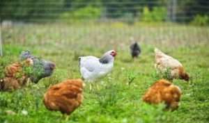 З чого розпочати розведення курей в домашніх умовах для початківців в Україні - відео та фото