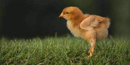 Поширені хвороби курчат-бройлерів, симптоми та методи їх лікування