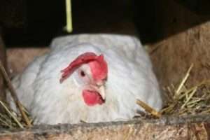 Кури породи білий Леггорн: характеристика і фото