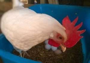 Кури несучки породи білий Леггорн: фото і відгуки