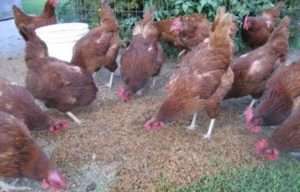 Як підвищити несучість курей: Кормові дріжджі в птахівництві