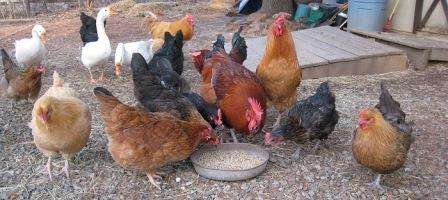 Кормові дріжджі для курей: Як правильно давати курям в домашніх умовах