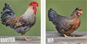 Опис з фото курей породи Легбар