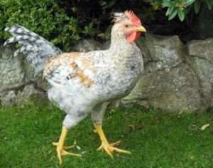 Легбар кремовий: секрети розведення птахів в домашніх умовах