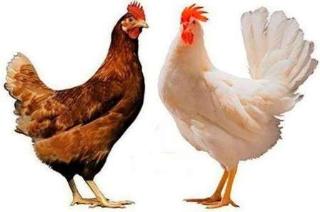 Яєчна порода курей Хайсекс: Характеристика, опис порід, фото