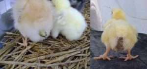 Пронос у курчат-бройлерів: симптоми, лікування, причини