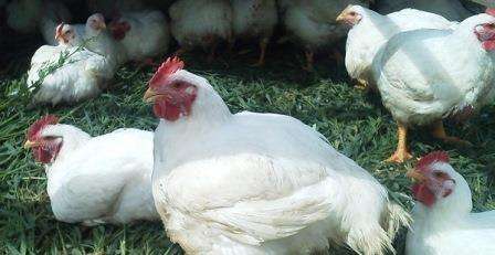 Як лікувати пронос у курчат бройлерів: Симптоми, причини, лікування діареї