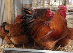 Кури Нью-Гемпшир: опис і фото