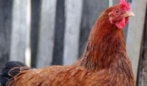 Опис курей породи Нью-Гемпшир