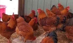 Кури Нью-Гемпшир: опис, фото і характеристика