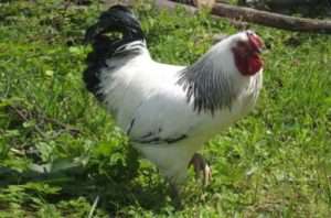 Особливості породи курей Первомайських: характеристика, опис з фото