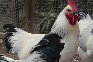 Розведення і утримання Первомайської породи курей