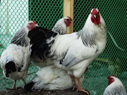 Першотравнева порода курей: Опис породи, продуктивність, відео та характеристика