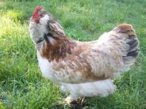 Порода курей Фавероль: опис, фото та характеристика