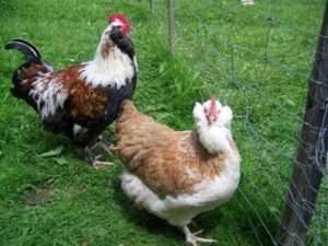 Опис породи курей Фавероль і фото