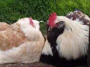 Вирощування і утримання курей Французької породи Фавероль