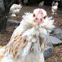 Раціон курей Фавероль