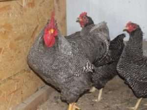 Плімутрок смугастий