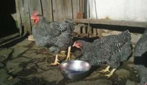 Вирощування курчат породи Плімутрок смугастий