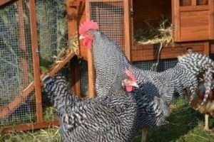 Розведення та вирощування курчат породи Амрокс в домашніх умовах