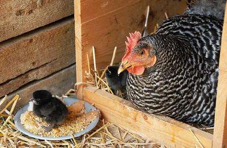 Кури породи Амрокс: фото, опис, продуктивна характеристика