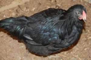 Раціон та утримання курей породи Австалорп чорний