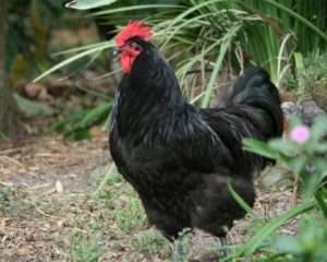 Продуктивна характеристика курей породи Австралорп чорний