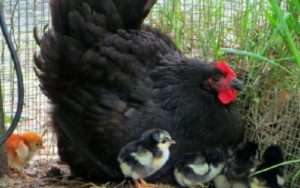 Розведення курчат породи Австралорп чорний в домашніх умовах