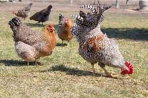 Вирощування курчат породи Білефельдер