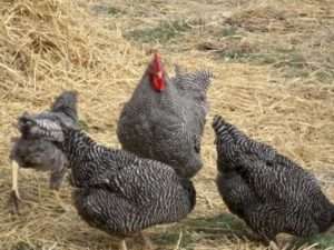 Продуктивна характеристика курей породи Домінант