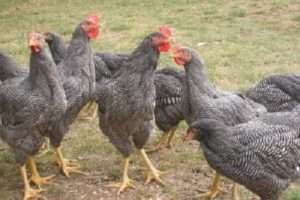 Розведення курчат породи Домінант в домашніх умовах