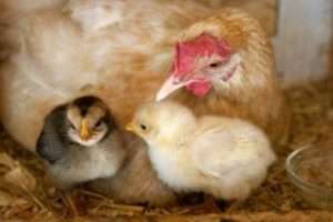 Вирощування курей породи Фоксі Чік