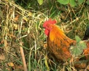 Кури породи Фоксі Чік: продуктивна характеристика 