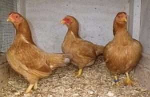 Вирощування курчат породи Корніш