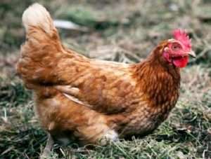 кури породи Ломан Браун: розведення та утримання в домашніх уумовах