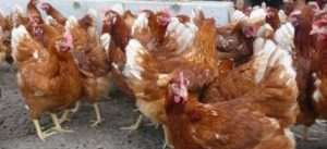 Утримання та раціон курей породи Ломан Браун