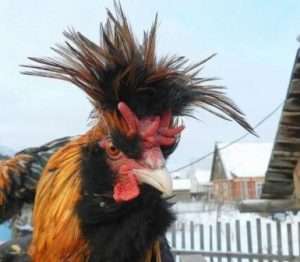 Павловська порода курей: розведення та утримання в домашніх умовах