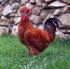 розведення в домашніх умовах курей породи російська хохлата