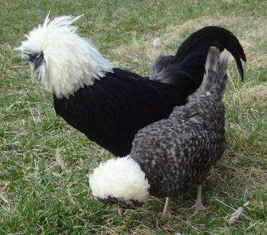 Кури породи Російська чубата (хохлата): опис, характеристика