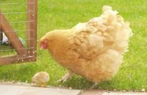 Розведення курчат породи Орпінгтон в домашніх умовах