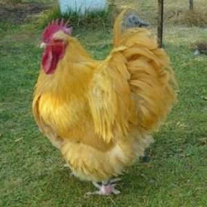 Раціон курей породи Орпінгтон