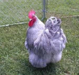 Умови утримання курей породи Орпінгтон