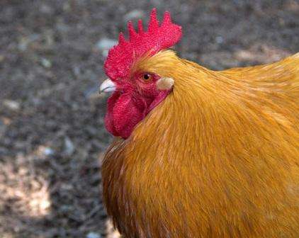 Кури породи Орпінгтон: опис і відгуки