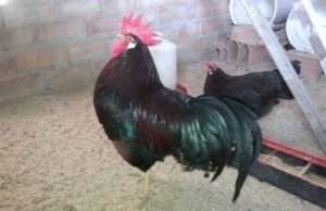 Опист і продуктивна характеристика курей Московської породи