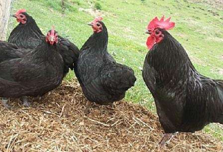 Московська порода курей: опис, фото, характеристика